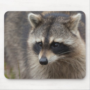 Tapis De Souris Raton laveur, Procyon lotor, Floride