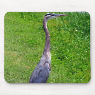 Tapis De Souris Recherche d'oiseaux