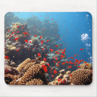 Tapis De Souris Récif coralien 01