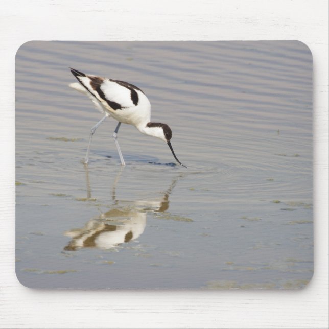 Tapis De Souris Recurvirostra avosetta (Devant)