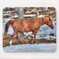 Red Dun Ranch Horse Equine Photographie