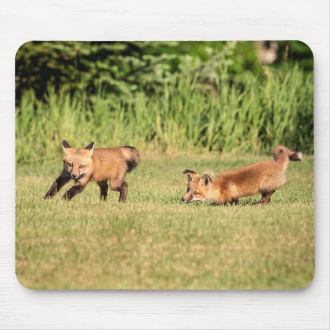Tapis De Souris Red Fox Kits Jouer (Devant)