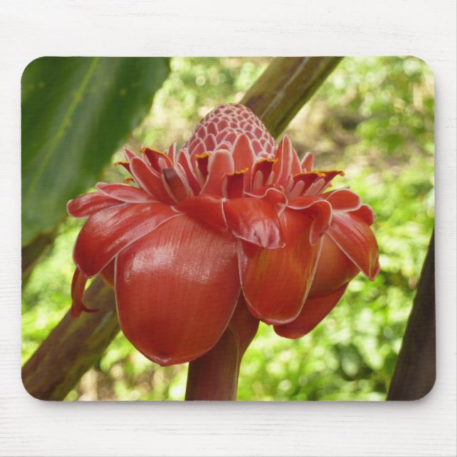 Tapis De Souris Red Torch Ginger Tropical Flower Photographie (Devant)