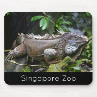 Regardez-moi Lizard Singapore Zoo