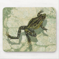 Remonter le crapaud dans l'eau