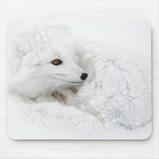 Tapis De Souris Renard arctique recroquevillé en hiver (Devant)