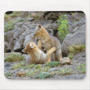 Tapis De Souris Renard gris sud-américain (Lycalopex griseus) coup