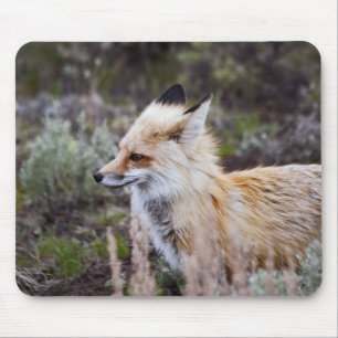 Tapis De Souris Renard rouge
