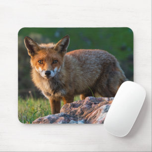 Tapis De Souris Renard rouge au coucher du soleil, Australie, phot