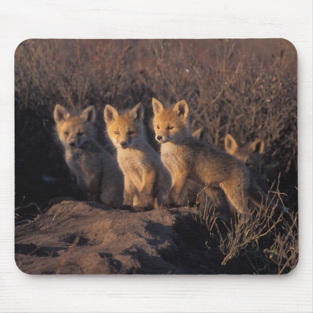 Tapis De Souris renard rouge, Vulpes vulpes, kits (Devant)
