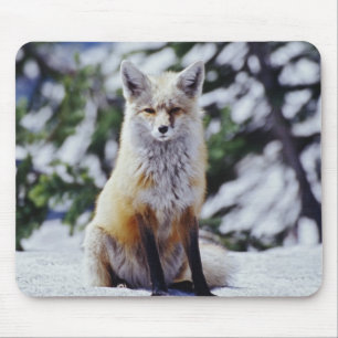 Tapis De Souris Renard roux assis sur un banc de neige, Vulpes, Mt