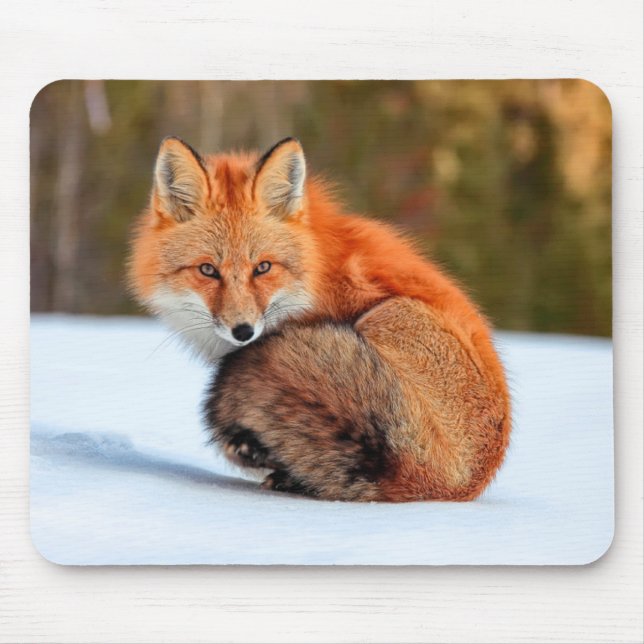 Tapis De Souris Renard roux dans la neige | Yukon (Devant)