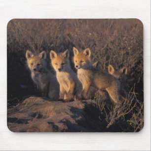 Tapis De Souris renard roux, Vulpes vulpes, kits
