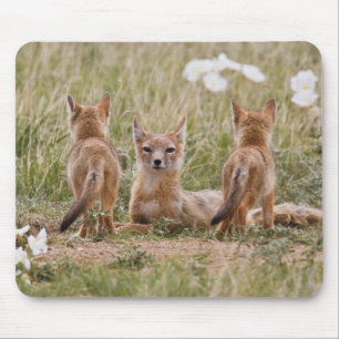 Tapis De Souris Renard swift (Vulpes velox) femelle avec des jeune