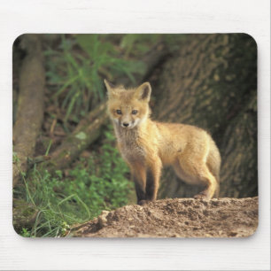 Tapis De Souris Renardeau renard roux devant terrier (Vulpes vulpe
