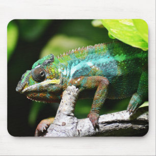 Tapis De Souris reptiles, lézards, nature