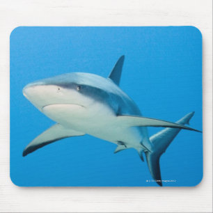 Tapis De Souris Requin des Caraïbes (Carcharhinus perezi)