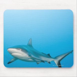 Tapis De Souris Requins gris de récif (amblyrhnchos de