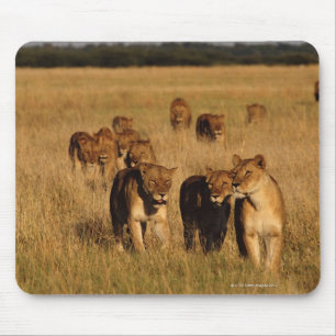 Tapis De Souris Réservation de faune de Moremi, Botswana