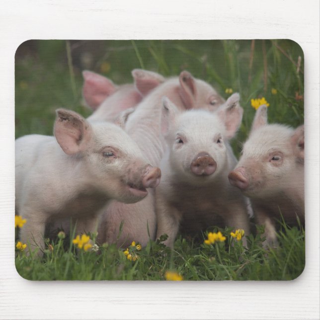 Tapis De Souris Réunion des trois petits porcs (Devant)