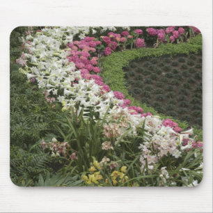 Tapis De Souris Rhododendron (Rhododendron catawbiense) Santé