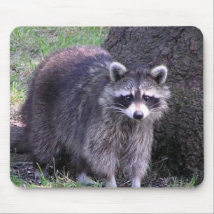 Tapis De Souris Rocheux le raton laveur