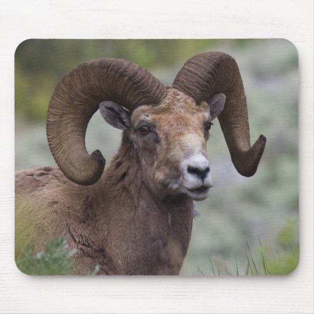 Tapis De Souris Rocky Mountain Bighorn Sheep Ram (Devant)