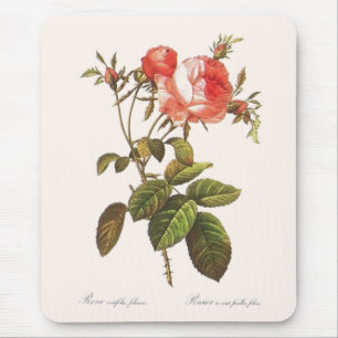 Tapis De Souris Rosa Centifolia Foliacea