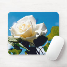 Rose blanche sous ciel bleu