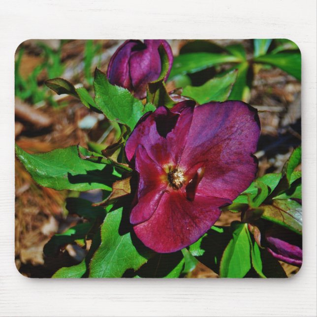 Tapis De Souris Rose de carême rose Bourgogne (Devant)