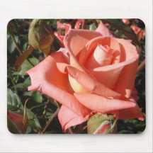 Rose rose pêche