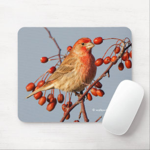 Tapis De Souris Roselin familier avec des baies d'aubépine