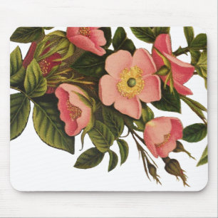 Tapis De Souris Roses Anciennes Jolies Roses Botaniques Roses