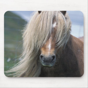Tapis De Souris Royaume-Uni, Écosse, îles Shetland, poney Shetland