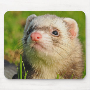 Tapis De Souris Sable Ferret dans l'herbe