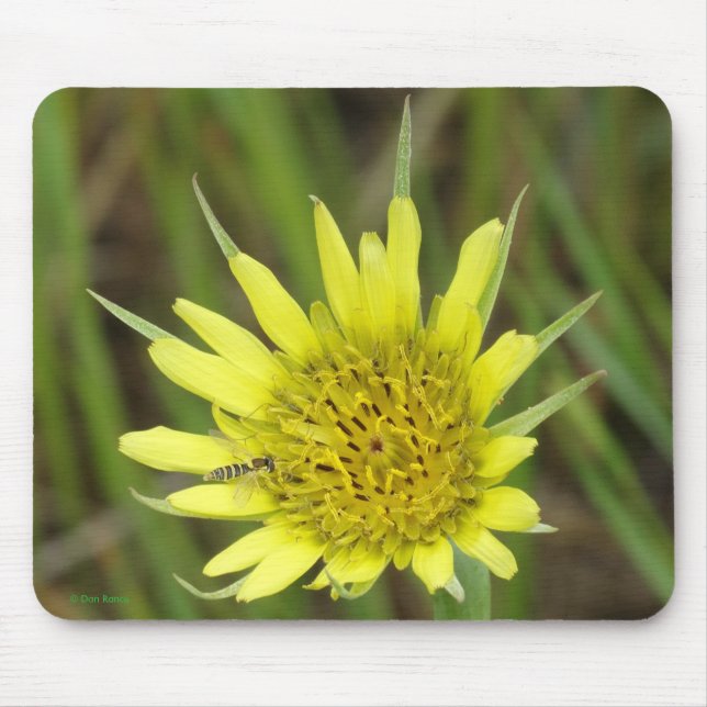 Tapis De Souris Salsifis jaune du fleur sauvage F41 (Devant)