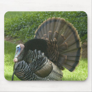 Tapis de souris sauvage de la Turquie