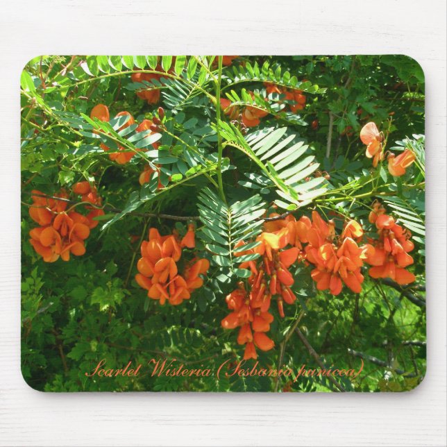 Tapis De Souris Scarlet Wisteria (Sesbania punicea) OBX NC Series (Devant)