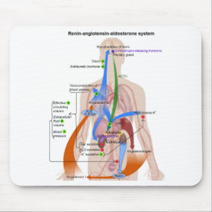 Tapis De Souris Schéma du système Rénine-Angiotensine Diagramme du