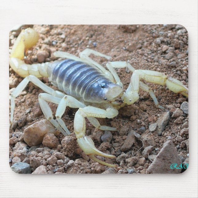 Tapis De Souris scorpion 343 (Devant)