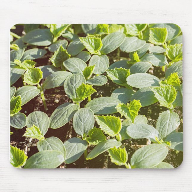 Tapis De Souris Semis en concombre (Devant)