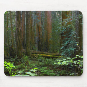 Tapis De Souris Séquoias de Muir Woods National Monument