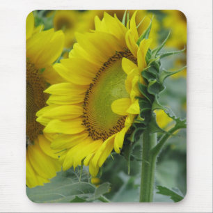 Tapis De Souris Série de tournesols