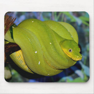 Tapis De Souris Serpent de Boa d'Emerald Tree