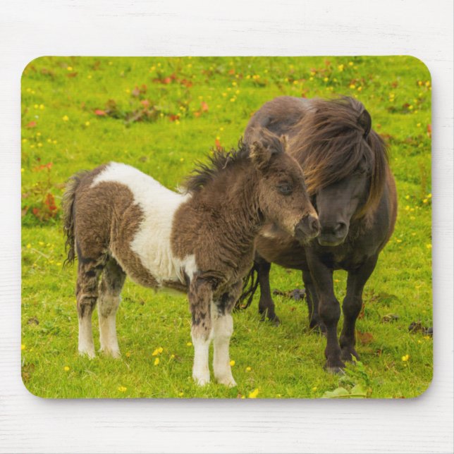 Tapis De Souris Shetland Pony mère et progéniture (Devant)