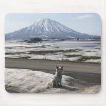 Shiba Inu