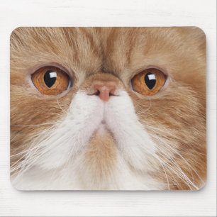 Tapis De Souris Shorthair exotique (2,5 années)