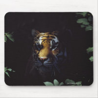 Sibérie Tigre (Panthera Tigris Altaica) pairs