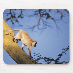 Tapis De Souris Singe de Vervet sur la branche d'arbre, Serengeti