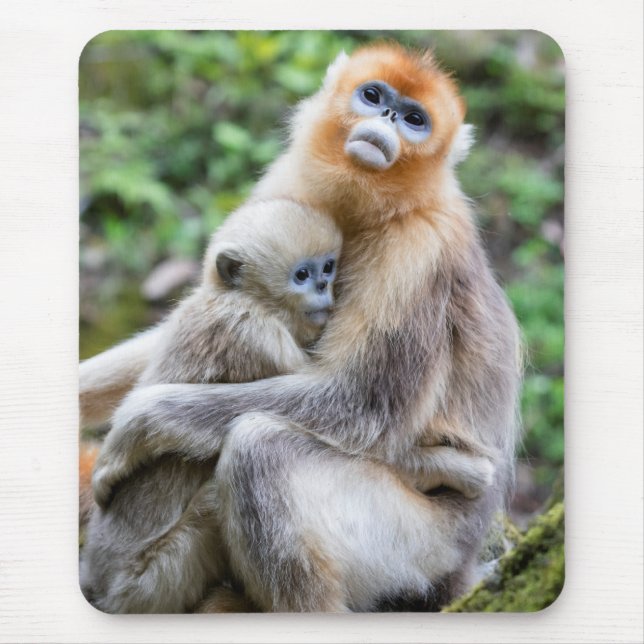 Tapis De Souris Singe roux à nez retroussé avec bébé (Devant)
